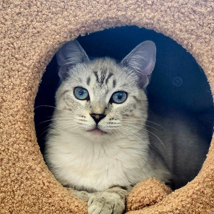 Trixie is registered to the contest to win money with this photo: abyssinian, angora, animal, art, cat, collage, computer, den, egyptiancat, electronics, hole, indoors, kitten, manx, pc, pet, screen, siamese, text, wood