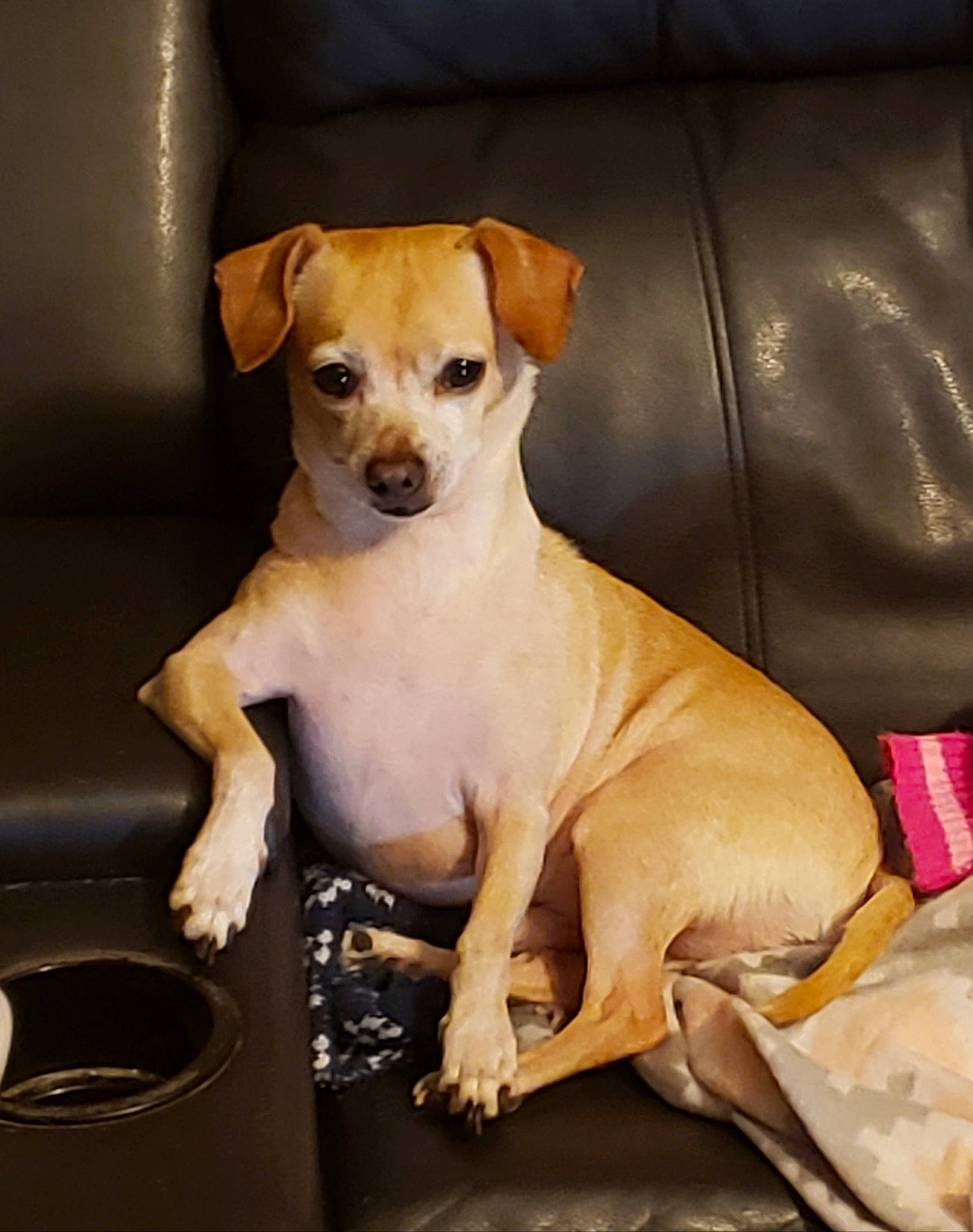 Bugsy joined the competition — help win amazing prizes! canidae, carnivore, chihuahua, collar, companion_dog, couch, dog, dog_breed, dog_collar, dog_supply, fawn, fur, irishjacks, paw, pet_supply, snout, sporting_group, toy_dog, whiskers, working_animal