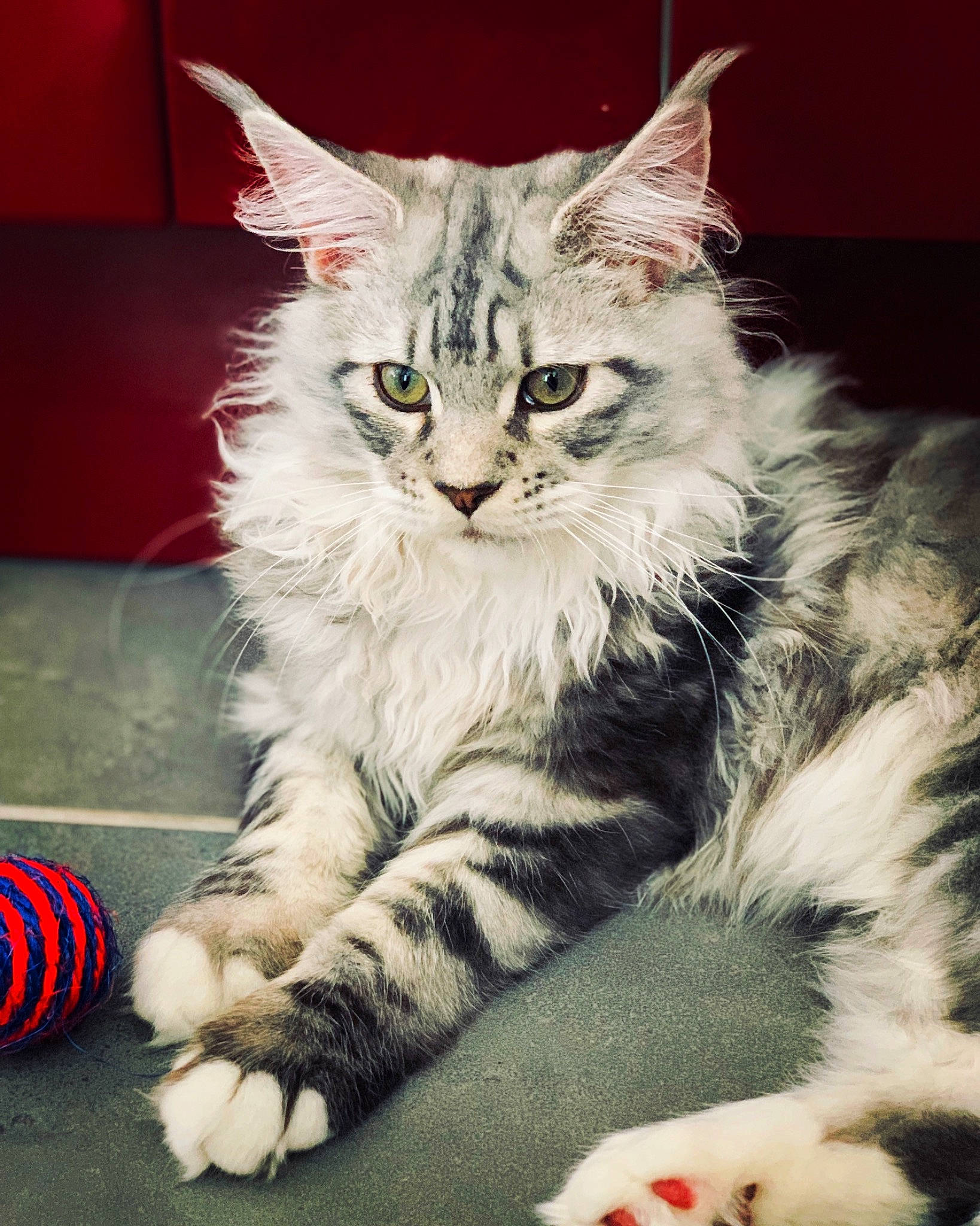 Pokba a rejoint le concours — aidez-le/la à gagner de superbes lots ! american_shorthair, american_wirehair, asian, british_semi_longhair, carnivore, cat, claw, domestic_long_haired_cat, felidae, kitten, maine_coon, mammal, norwegian_forest_cat, paw, ragamuffin, siberian, small_to_medium_sized_cats, tabby_cat, vertebrate, whiskers