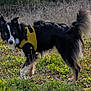 Bruno is registered to the contest to win money with this photo: alert, animal, black_and_white, canine, daylight, dog, ears_up, field, fur, grass, looking_back, mammal, nature, outdoor, pets, standing, tail, walking, wildflowers, yellow_harness