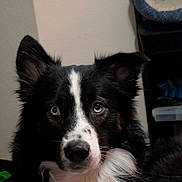 Bruno is registered to the contest to win money with this photo: animal, attention, black_and_white, blue_eyes, border_collie, canine, close_up, companion, dog, domestic, ears, face, fluffy, fur, indoor, looking, nose, pet, portrait, whiskers