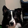 animal, attention, black_and_white, blue_eyes, border_collie, canine, close_up, companion, dog, domestic, ears, face, fluffy, fur, indoor, looking, nose, pet, portrait, whiskers