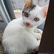 Cecil joined the competition — help win amazing prizes! cat, kitten, white_fur, gray_fur, green_eyes, carpet, window, mesh, indoor, pet, animal, young_cat, close_up, curious, sitting, looking, feline, cute, domestic, portrait