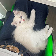 Berlioz a rejoint le concours — aidez-le/la à gagner de superbes lots ! kitten, cat, fluffy, blue_eyes, jeans, belt, person, sitting, indoor, chair, white_cat, cute, pet, relaxed, feline, fur, animal, casual, clothing, comfort