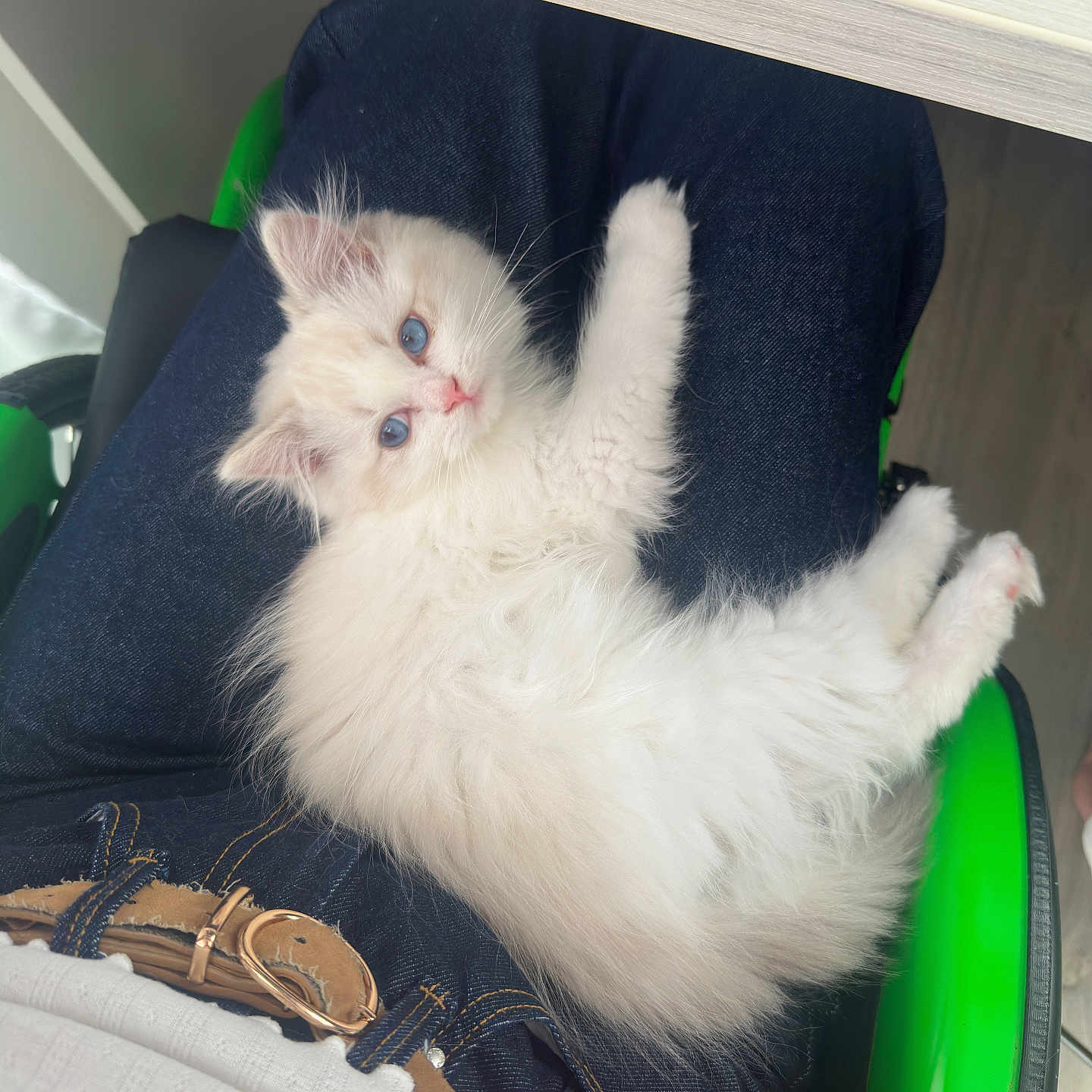 Berlioz a rejoint le concours — aidez-le/la à gagner de superbes lots ! kitten, cat, fluffy, blue_eyes, jeans, belt, person, sitting, indoor, chair, white_cat, cute, pet, relaxed, feline, fur, animal, casual, clothing, comfort
