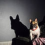 blanket, collar, couch, dog, dramatic_lighting, ears, french_bulldog, furniture, indoor, night, orange_collar, pet, portrait, shadow, silhouette, sitting, staring, texture, vent, wall