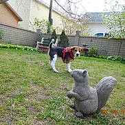 Tommy joined the competition — help win amazing prizes! beagle, bench, curious, daytime, dog, fence, garden, grass, harness, house, nature, outdoor, pet, playful, puppy, spring, squirrel, statue, trees, yard