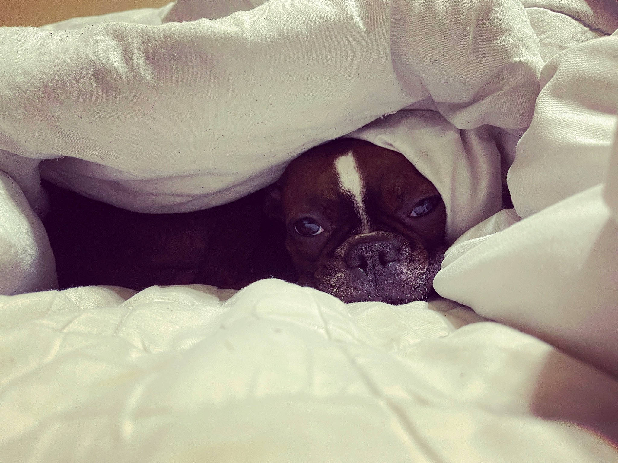 Cookie joined the competition — help win amazing prizes! beauty, canidae, carnivore, comfort, companion_dog, dog, dog_breed, fawn, flesh, fur, linens, mammal, non_sporting_group, petal, pug, snout, sporting_group, terrestrial_animal, working_animal, wrinkle