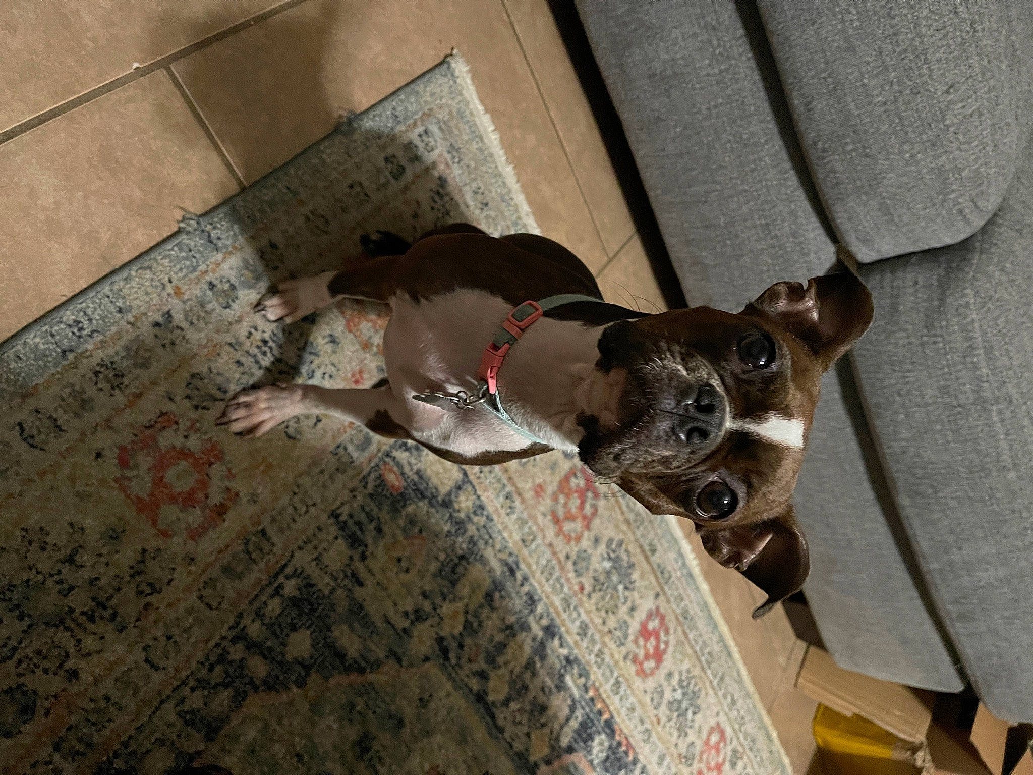 Cookie is registered to the contest to win money with this photo: canidae, carnivore, collar, comfort, companion_dog, couch, dog, dog_breed, dog_supply, fawn, flooring, grey, hardwood, linens, pet_supply, room, snout, sporting_group, wood, working_animal