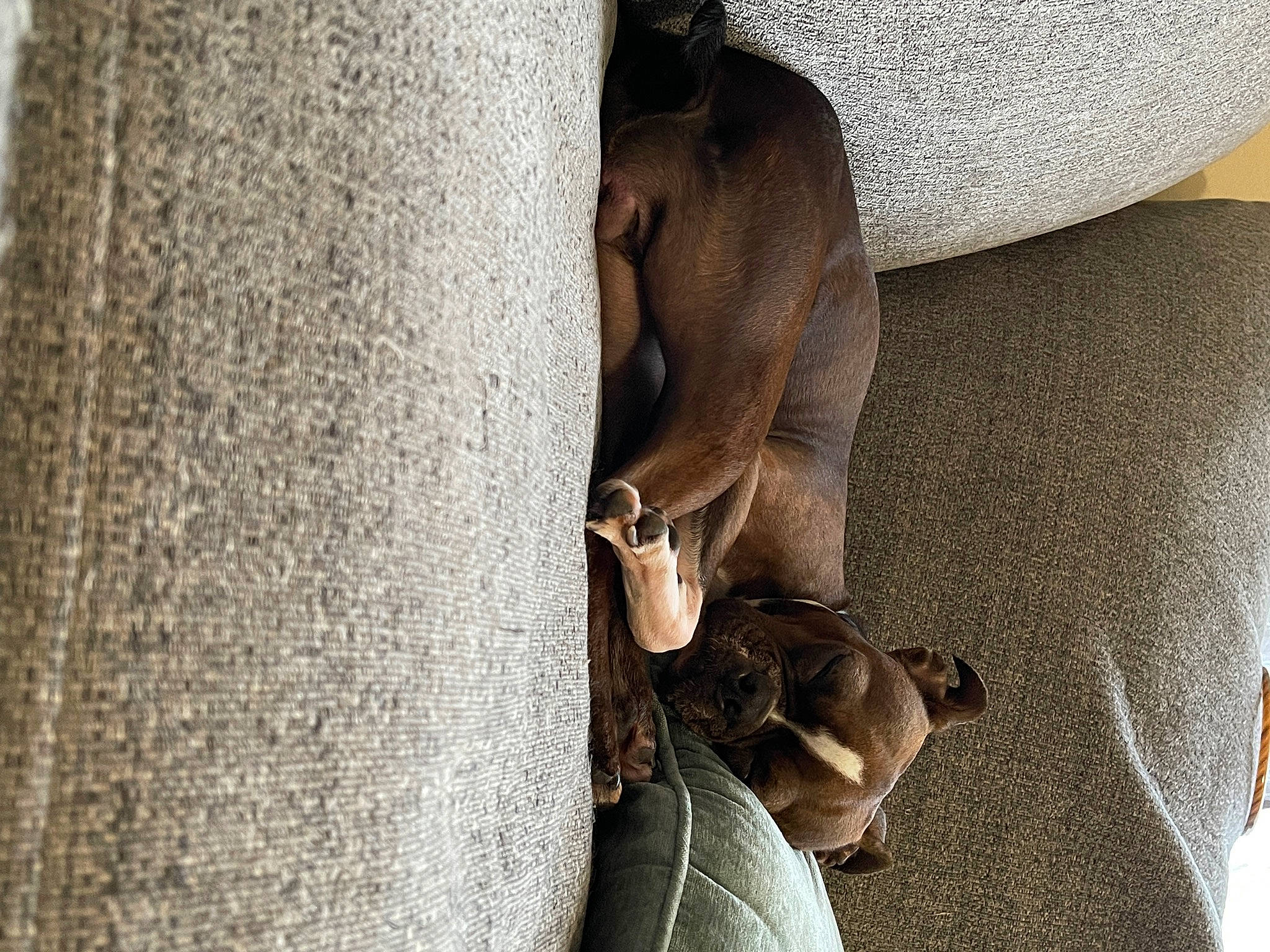 Cookie joined the competition — help win amazing prizes! canidae, carnivore, comfort, dog_breed, fawn, felidae, fur, grey, human_leg, liver, plant, snout, sporting_group, terrestrial_animal, thigh, tree, trunk, wildlife, wood