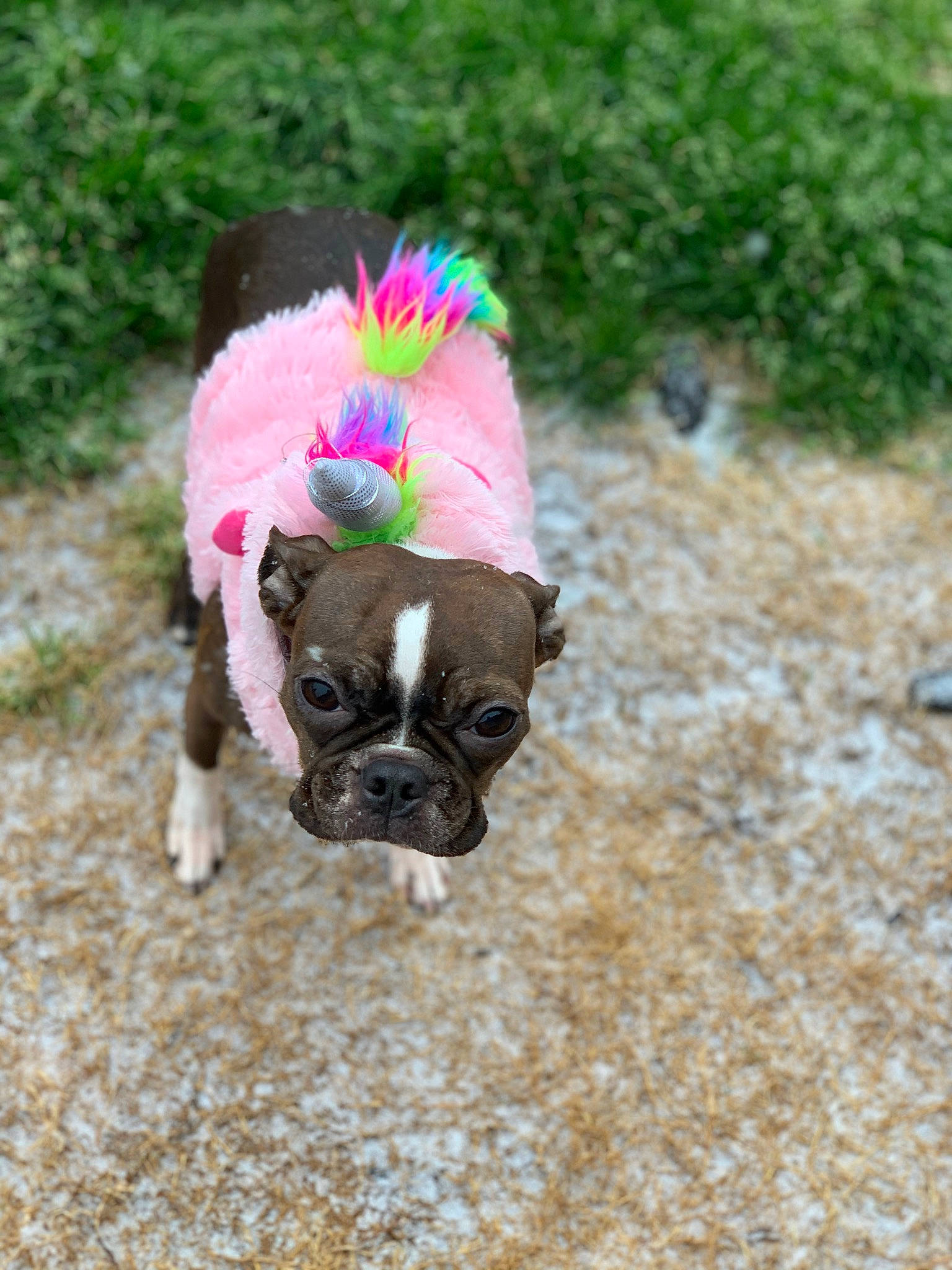Cookie joined the competition — help win amazing prizes! carnivore, collar, companion_dog, dog, dog_breed, dog_clothes, dog_collar, dog_supply, fawn, grass, leash, liver, pet_supply, plant, pug, snout, sporting_group, tail, toy_dog, working_animal