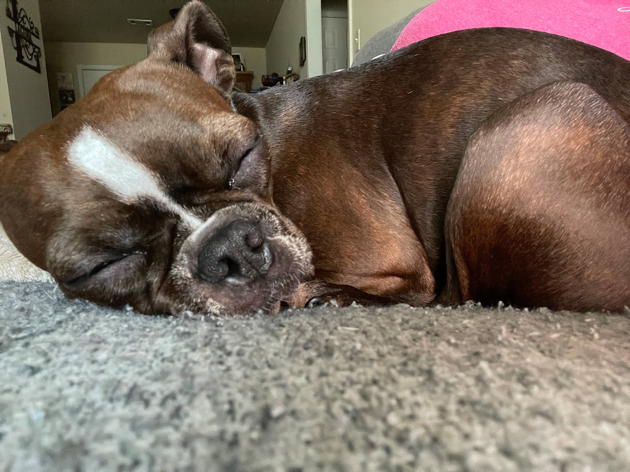 Cookie is registered to the contest to win money with this photo: brown, canidae, carnivore, comfort, companion_dog, dog, dog_breed, ear, fawn, fur, grey, liver, nap, snout, sporting_group, terrestrial_animal, toy_dog, whiskers, working_animal, wrinkle