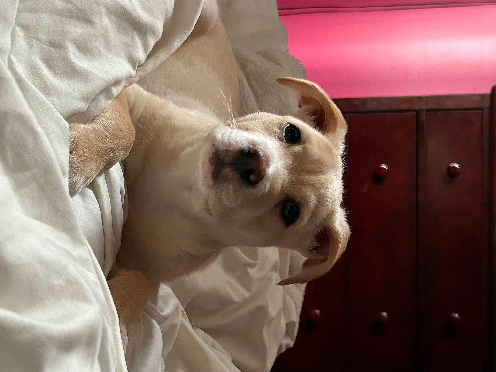 Louie joined the competition — help win amazing prizes! canidae, carnivore, comfort, companion_dog, dog, dog_breed, dog_supply, door, ear, fawn, fur, hardwood, non_sporting_group, snout, sporting_group, toy_dog, whiskers, wood, working_animal