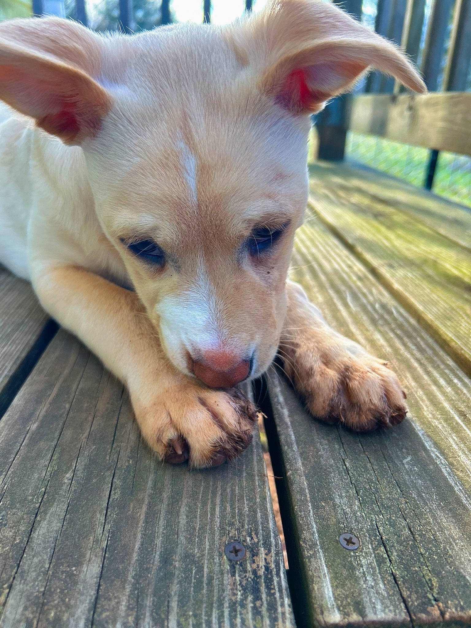 Louie is registered to the contest to win money with this photo: canidae, carnivore, companion_dog, dog, dog_breed, fawn, flooring, grass, hardwood, non_sporting_group, plank, puppy, snout, sporting_group, tail, terrestrial_animal, whiskers, wood, wood_stain, working_animal