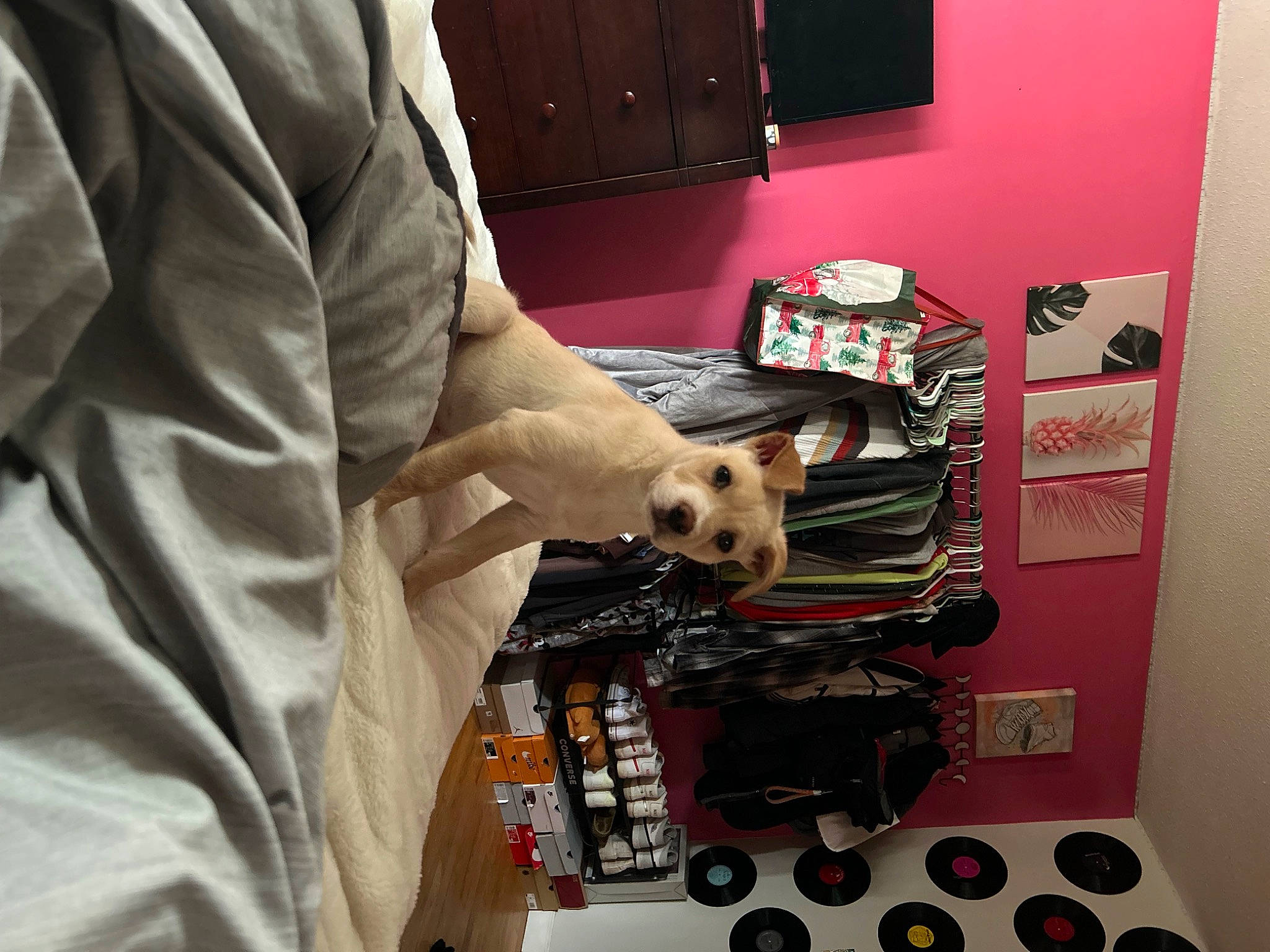 Louie is registered to the contest to win money with this photo: audio_equipment, automotive_design, box, carnivore, comfort, companion_dog, couch, dog, electronic_instrument, eyewear, flooring, fur, house, human_leg, machine, office_equipment, pillow, room, television, toy