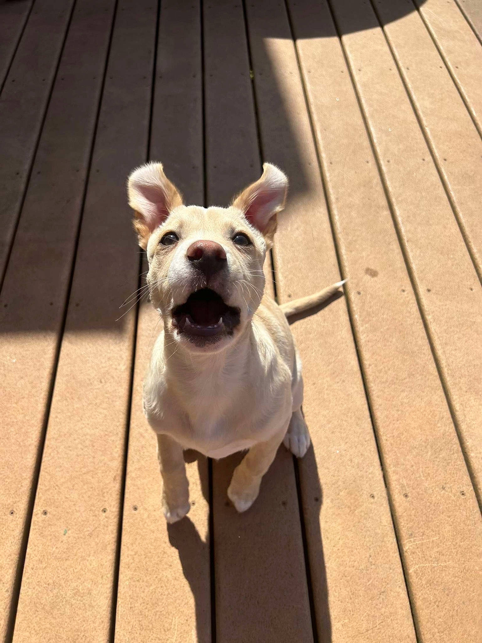 Louie is registered to the contest to win money with this photo: canidae, carnivore, collar, companion_dog, dog, dog_breed, dog_collar, dog_supply, eye, fawn, flooring, hardwood, leash, pet_supply, plank, tail, terrestrial_animal, whiskers, wood, working_animal