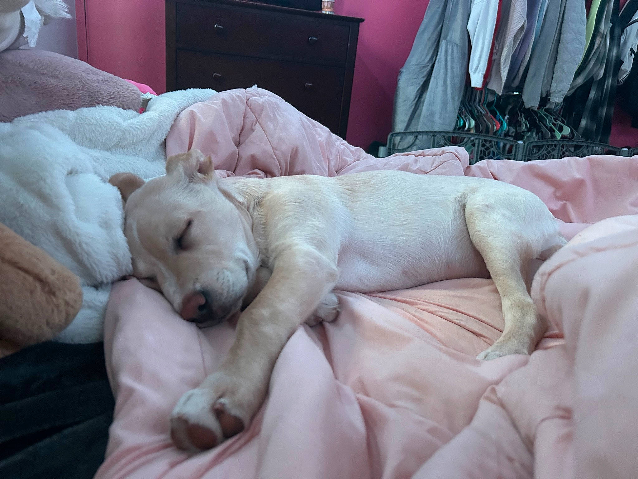 Louie joined the competition — help win amazing prizes! bedding, cabinetry, canidae, carnivore, comfort, companion_dog, couch, dog, dog_breed, duvet, fawn, fur, guard_dog, linens, retriever, room, snout, sporting_group, whiskers, working_animal