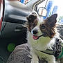 dog, small_dog, fluffy, tongue_out, car_interior, seat, cushion, window, side_mirror, harness, happy, pet, animal, indoor, daylight, closeup, fur, ears, smiling, companion