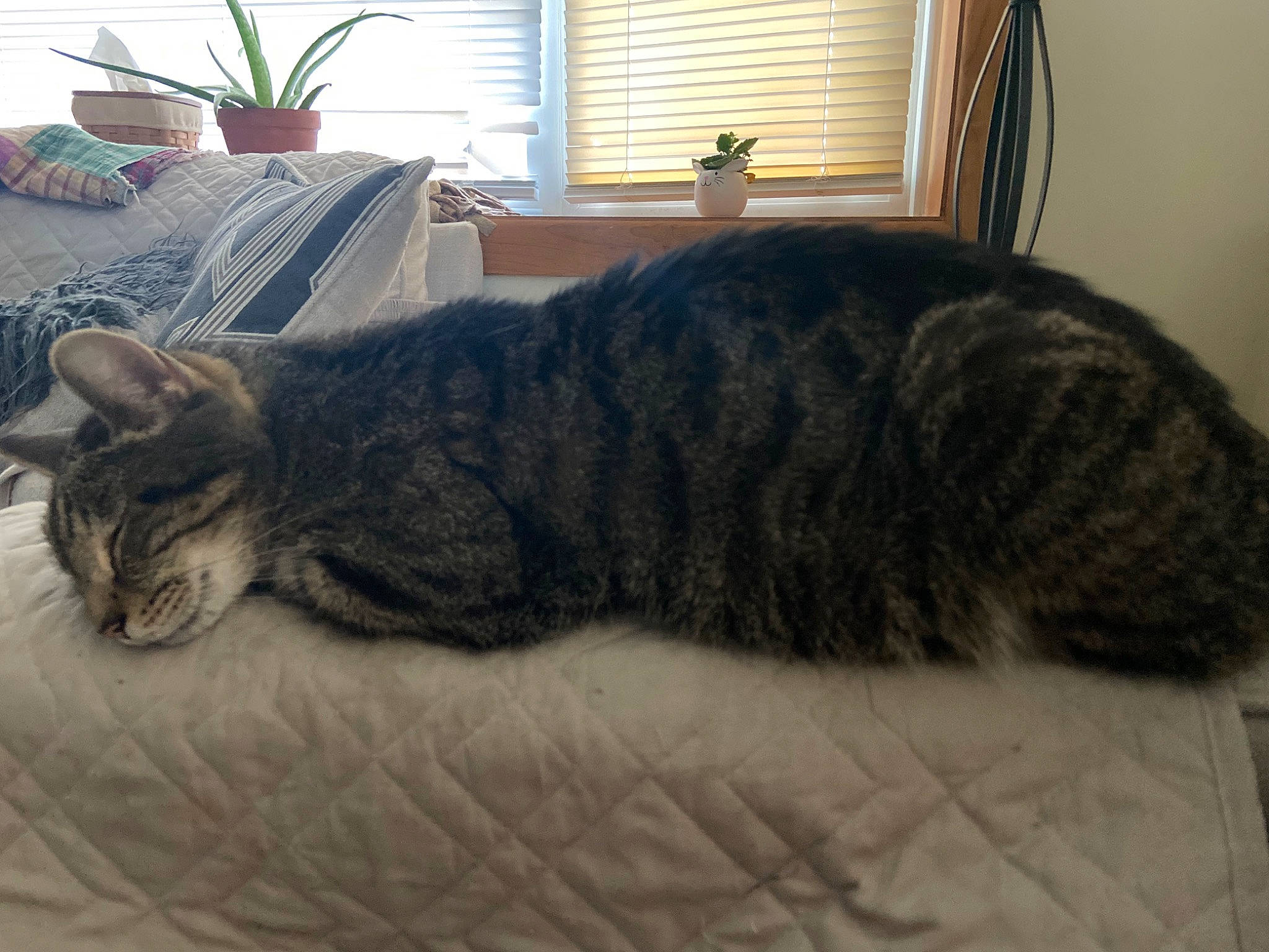 Marcus is registered to the contest to win money with this photo: carnivore, cat, comfort, domestic_short_haired_cat, felidae, flooring, flowerpot, fur, grey, houseplant, nap, paw, plant, room, small_to_medium_sized_cats, tail, terrestrial_animal, whiskers, window, window_blind