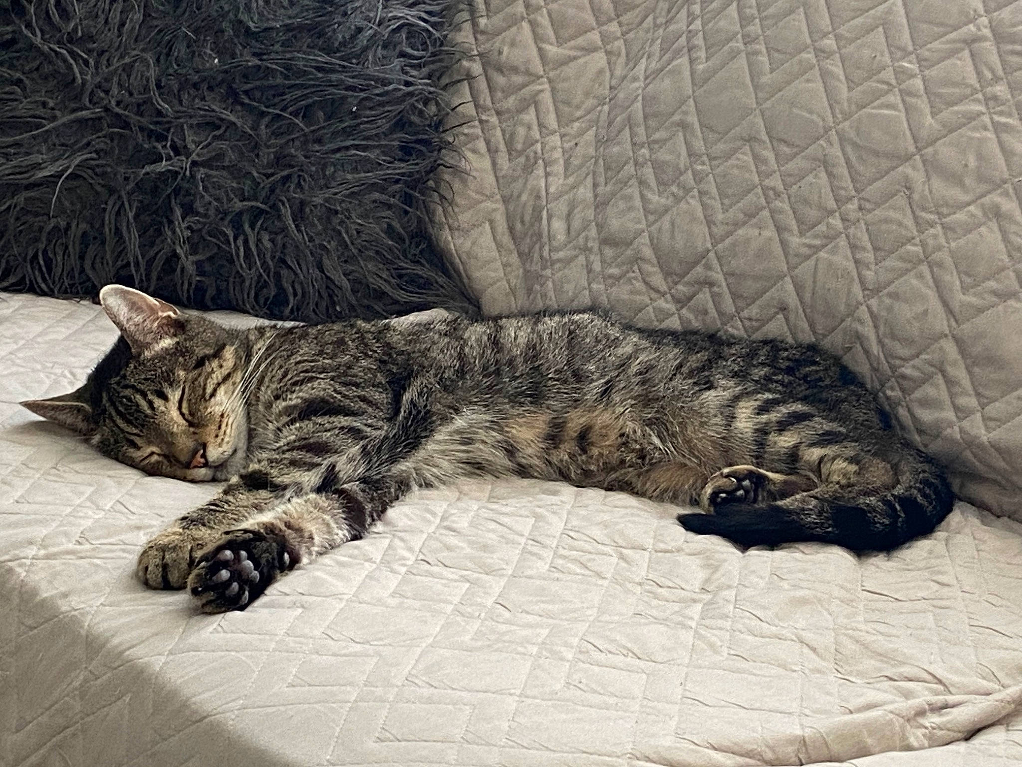 Marcus joined the competition — help win amazing prizes! carnivore, cat, claw, comfort, domestic_short_haired_cat, felidae, fur, grey, metal, monochrome, monochrome_photography, nap, pattern, paw, small_to_medium_sized_cats, snout, tail, terrestrial_animal, whiskers, wildlife