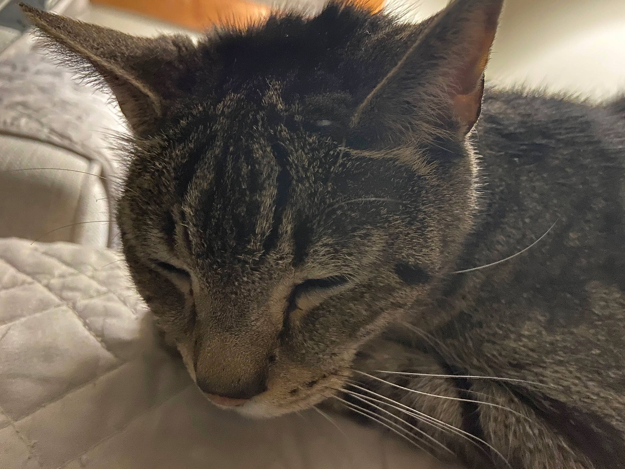 Marcus is registered to the contest to win money with this photo: carnivore, cat, claw, comfort, domestic_short_haired_cat, ear, felidae, fur, grey, nap, paw, sleep, small_to_medium_sized_cats, snout, terrestrial_animal, whiskers, wildlife