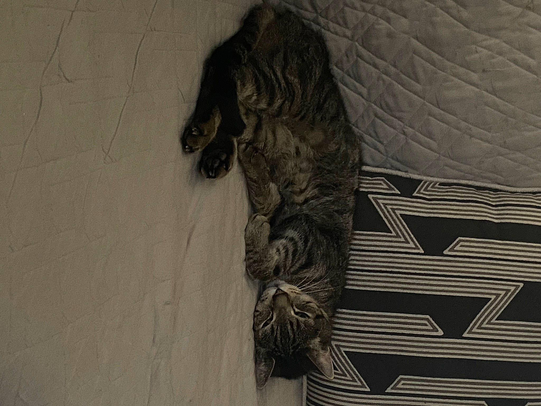 Marcus joined the competition — help win amazing prizes! art, automotive_tire, darkness, door, flooring, fur, grey, human_leg, metal, monochrome, monochrome_photography, pattern, sculpture, shadow, sporting_group, tail, tints_and_shades, trunk, visual_arts, wood