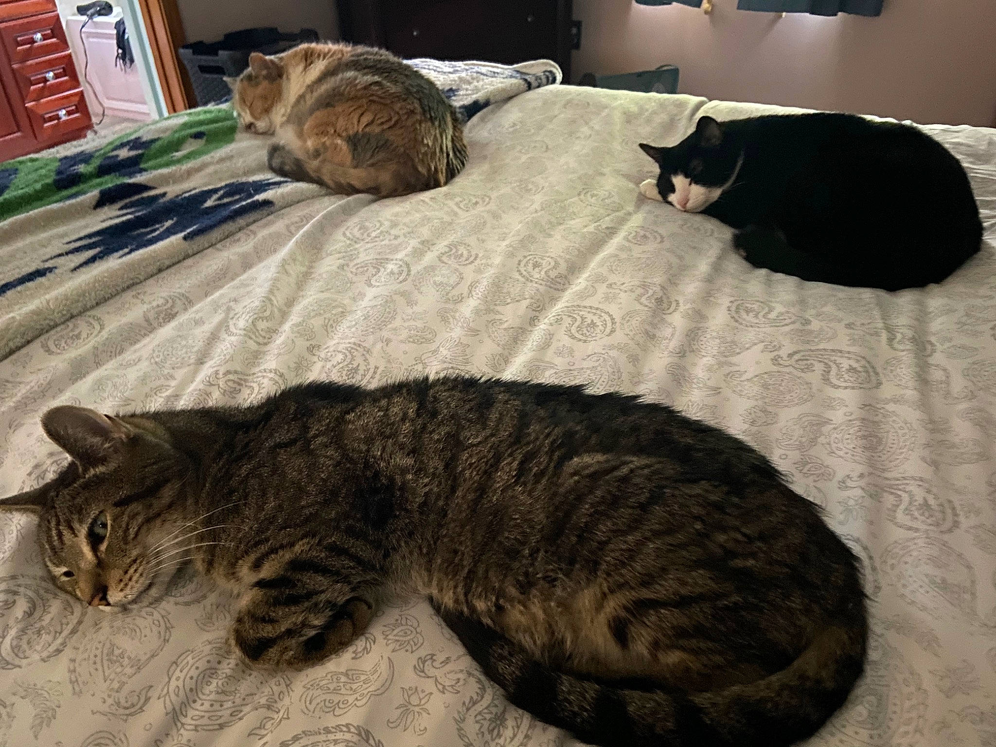 Marcus joined the competition — help win amazing prizes! bed, bedding, carnivore, cat, claw, comfort, domestic_short_haired_cat, felidae, flooring, fur, grey, linens, mammal, nap, paw, small_to_medium_sized_cats, tail, terrestrial_animal, vertebrate, whiskers