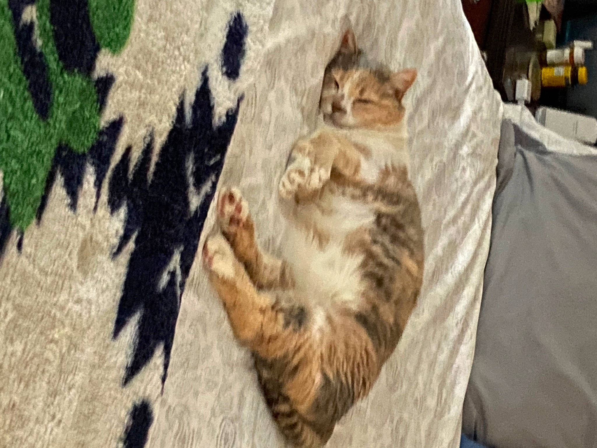 Honey Bear is registered to the contest to win money with this photo: carnivore, cat, claw, comfort, domestic_short_haired_cat, fawn, felidae, fur, grass, paw, plant, sand, shadow, small_to_medium_sized_cats, snout, tail, tree, whiskers, wildlife, wood