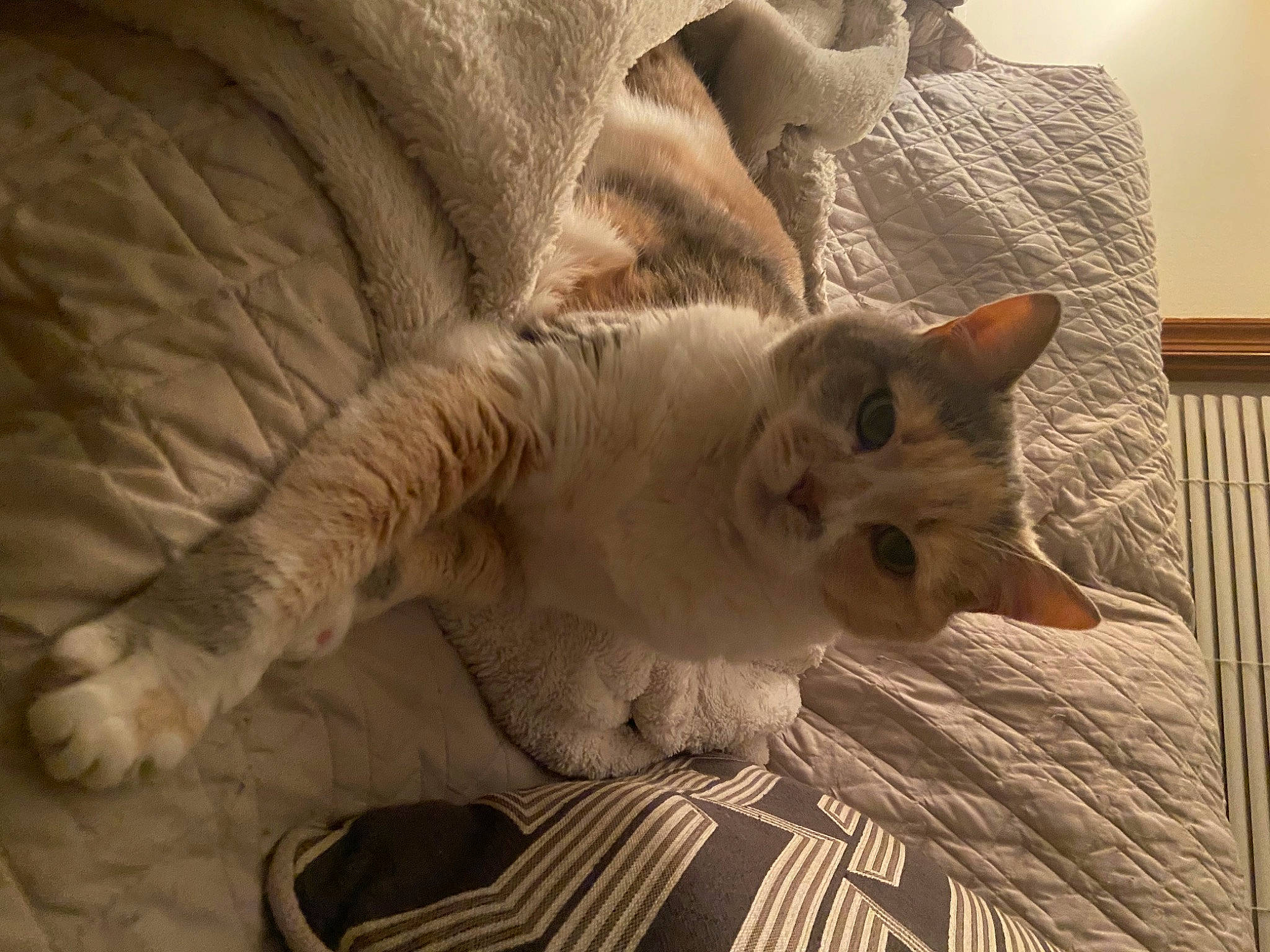 Honey Bear is registered to the contest to win money with this photo: bedding, carnivore, cat, claw, comfort, domestic_short_haired_cat, fawn, felidae, flooring, fur, hardwood, linens, nap, pattern, paw, room, small_to_medium_sized_cats, tail, whiskers, wood