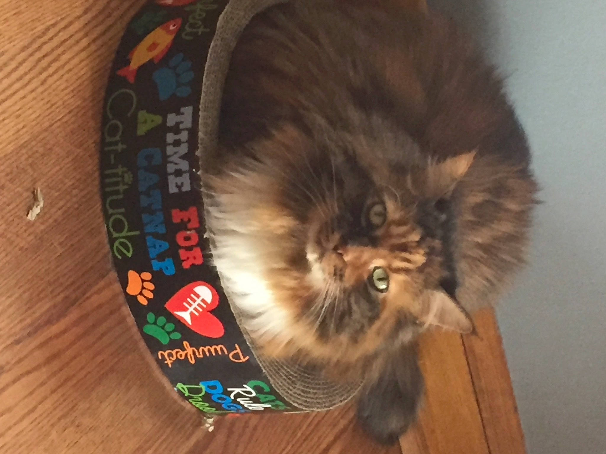 Fuzzball joined the competition — help win amazing prizes! box, british_longhair, carnivore, cat, companion_dog, fawn, felidae, fur, hardwood, liver, packaging_and_labeling, paw, small_to_medium_sized_cats, tail, terrestrial_animal, varnish, wheel, whiskers, wood, wood_stain