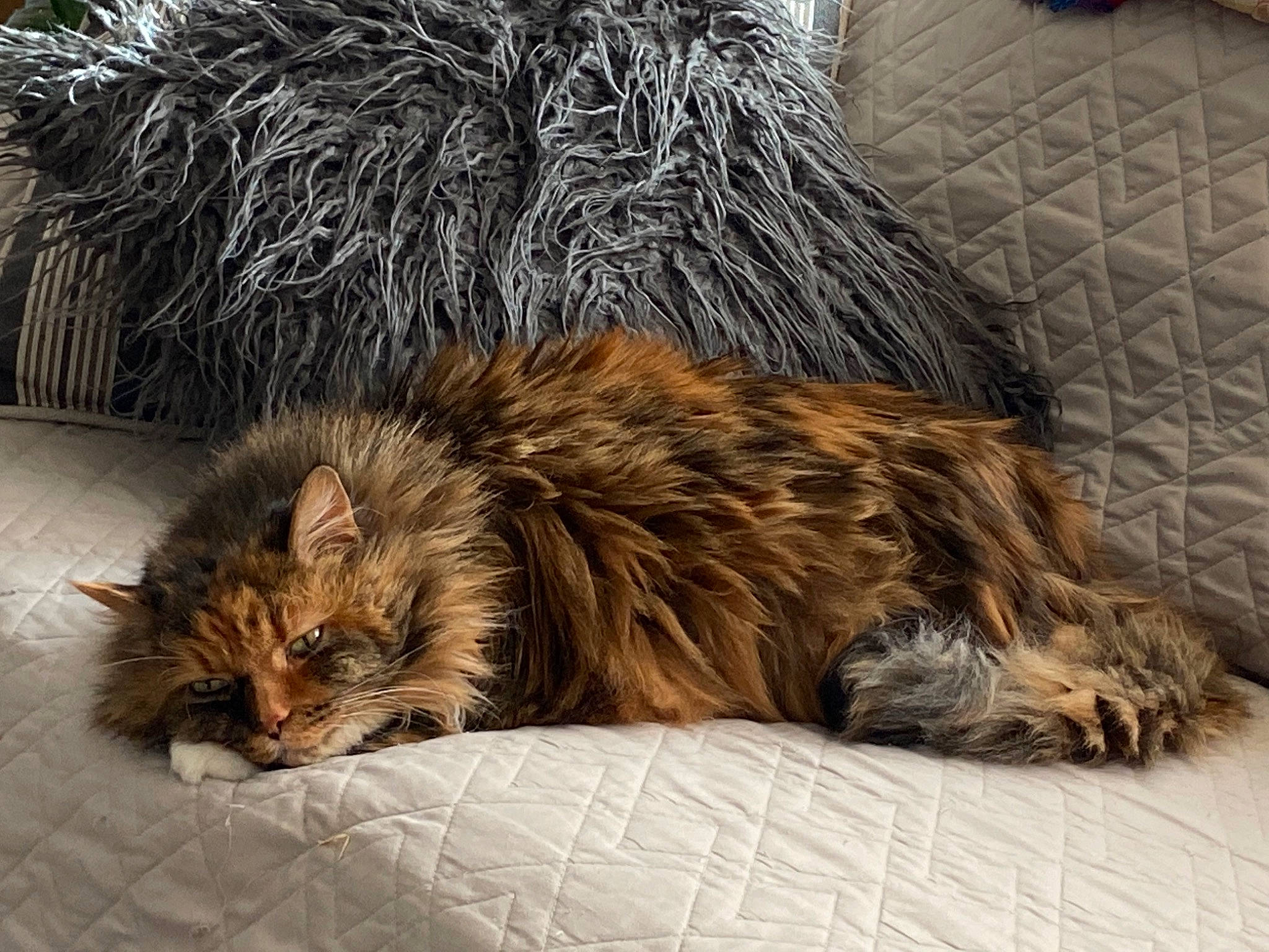 Fuzzball joined the competition — help win amazing prizes! carnivore, cat, claw, comfort, domestic_short_haired_cat, fawn, felidae, fur, maine_coon, nap, paw, plant, sitting, sleep, small_to_medium_sized_cats, snout, tail, terrestrial_animal, whiskers, wildlife