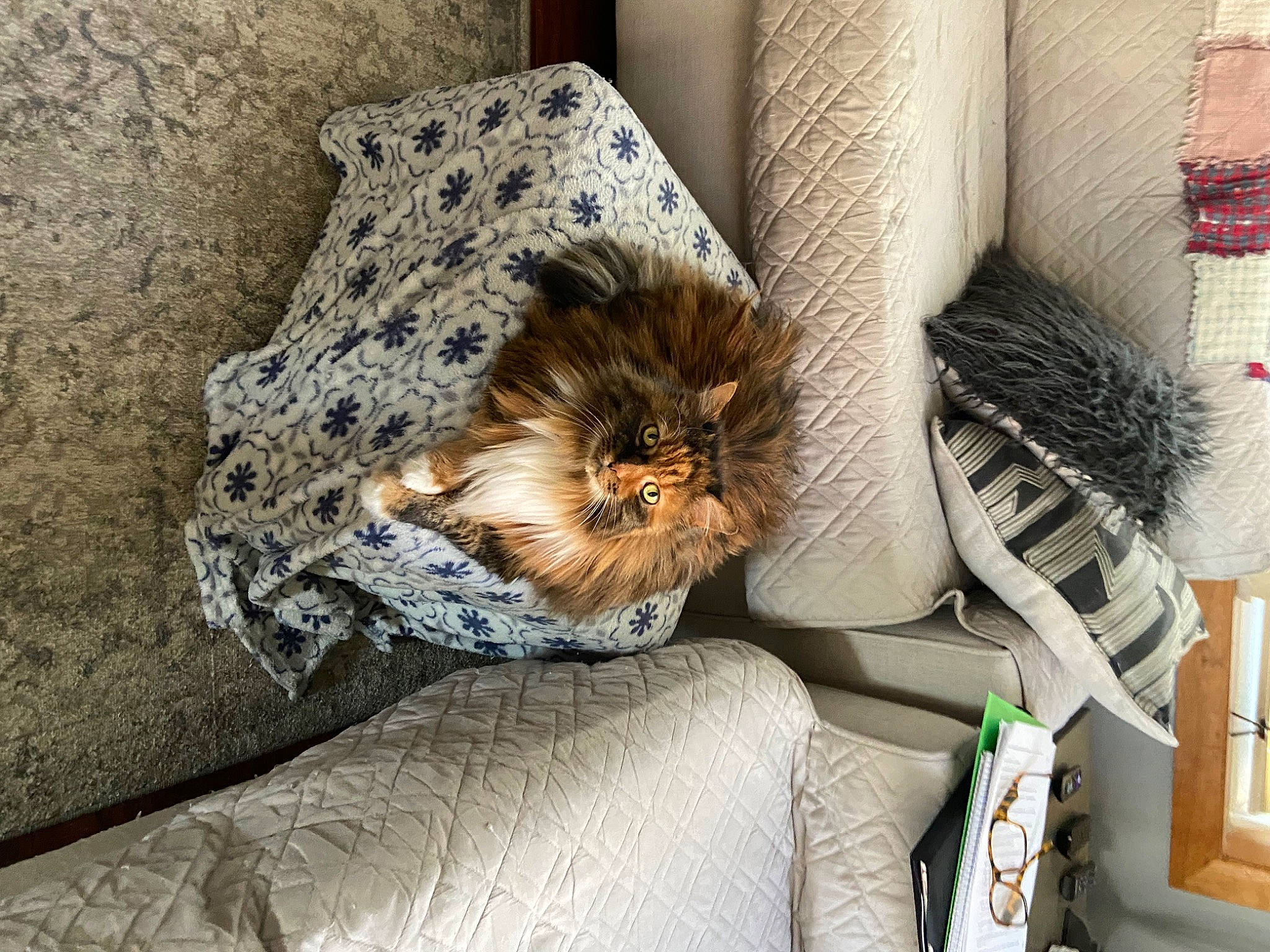 Fuzzball is registered to the contest to win money with this photo: chair, comfort, companion_dog, fashion_accessory, fawn, felidae, flooring, fur, hardwood, human_leg, linens, natural_material, plant, room, sitting, small_to_medium_sized_cats, toy_dog, whiskers, wood