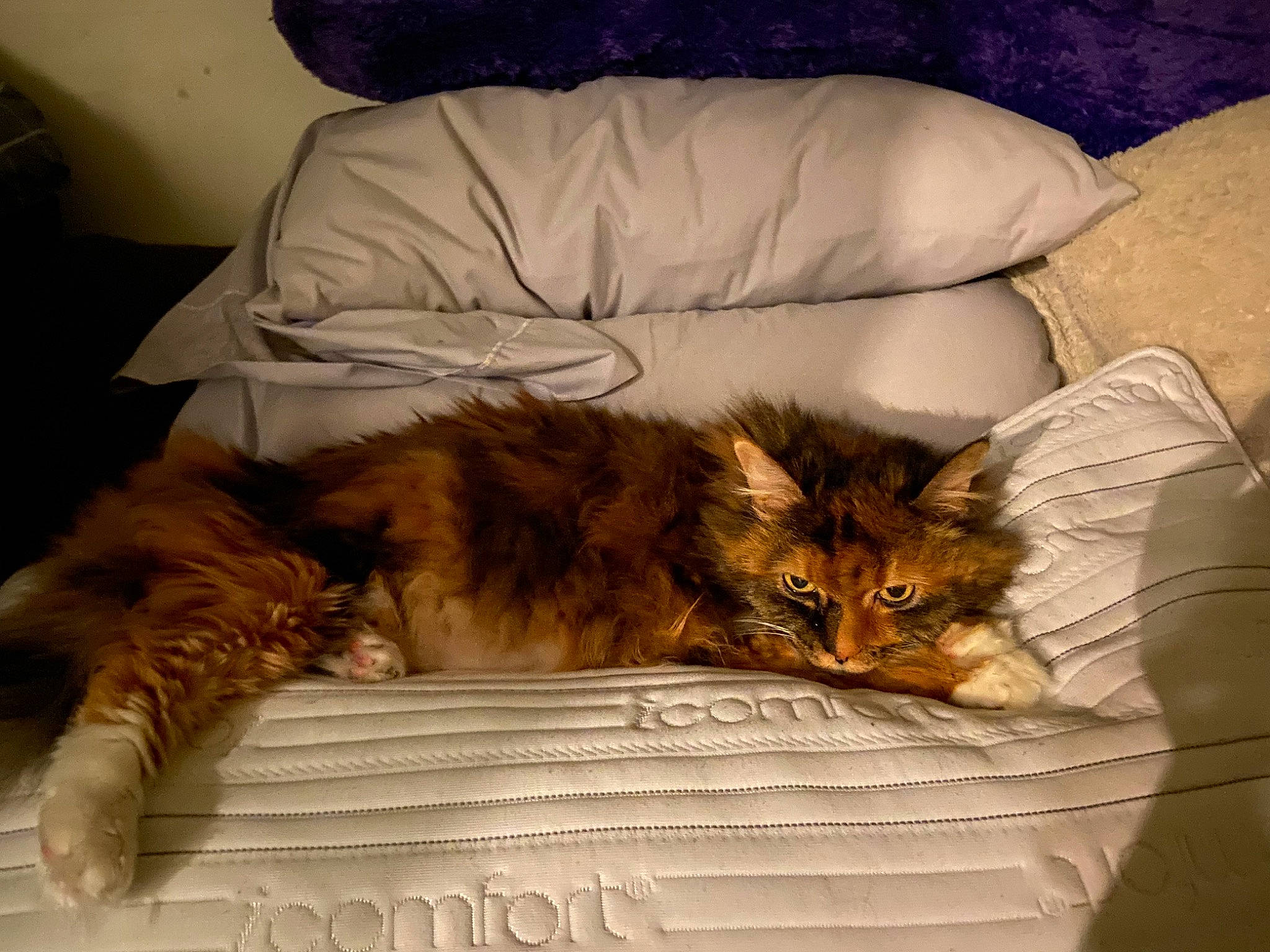 Fuzzball joined the competition — help win amazing prizes! bed, canidae, carnivore, cat, cat_supply, comfort, companion_dog, couch, fawn, felidae, fur, maine_coon, nap, natural_material, room, sleep, small_to_medium_sized_cats, tail, terrestrial_animal, whiskers