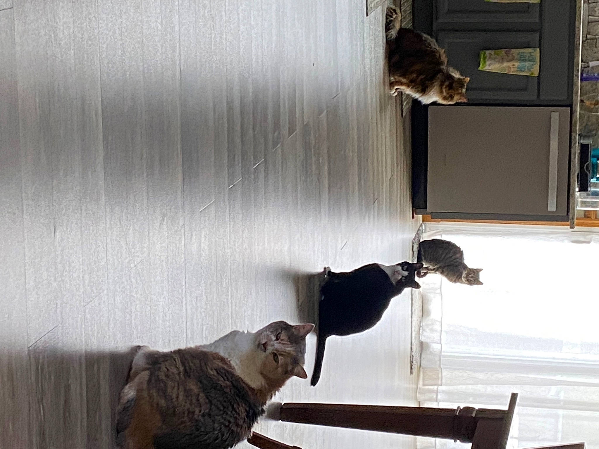 Fuzzball is registered to the contest to win money with this photo: carnivore, cat, comfort, domestic_short_haired_cat, felidae, flooring, fur, grey, hardwood, mammal, room, shadow, sitting, small_to_medium_sized_cats, sporting_group, tail, vertebrate, window, window_covering, wood