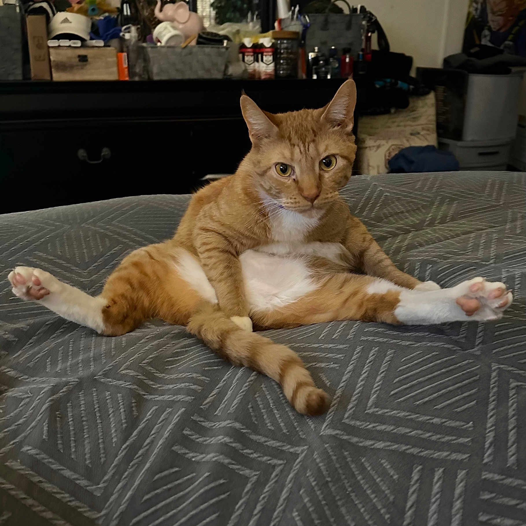 Goose Mcintyre joined the competition — help win amazing prizes! animal, bed, blanket, cat, comfort, cute, ears, expression, feline, funny_pose, furniture, ginger_cat, home, indoor, looking, paws, pet, relaxed, tail, whiskers
