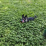 animal, bandana, black_dog, canine, clover, daylight, dog, ears_up, fur, grass, greenery, happy, nature, outdoor, park, pet, playful, summer, tail, tongue_out