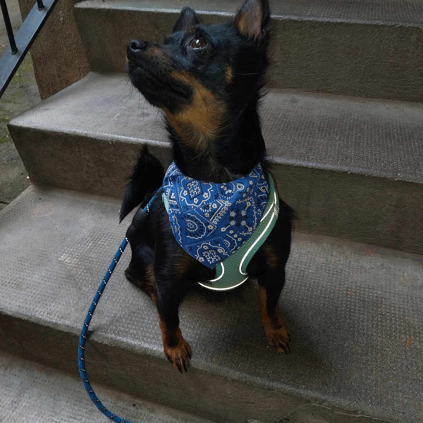 Snoopy a rejoint le concours — aidez-le/la à gagner de superbes lots ! alert, animal, bandana, black_dog, blue_bandana, brown_dog, canine, concrete_stairs, curious, dog, ears, harness, leash, looking_up, outdoor, paw, pet, sitting, small_dog, stairs