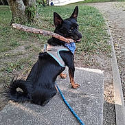 Snoopy a rejoint le concours — aidez-le/la à gagner de superbes lots ! animal, bandana, bench, black_dog, canine, daylight, dog, grass, happy, harness, leash, nature, outdoor, park, pathway, pet, playful, sitting, stick, trees