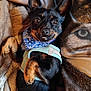 animal, bandana, black_dog, blanket, companion, cozy, cute, dog, ears_up, fur, harness, indoors, looking_up, lying_down, pet, relaxed, small_dog, smiling, tan_markings, wide_eyes