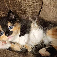 Tiffany is registered to the contest to win money with this photo: abyssinian, animal, brasssection, cat, chair, couch, cushion, furniture, homedecor, horn, kitten, manx, musicalinstrument, person, pet, siamese, sleeping, snout