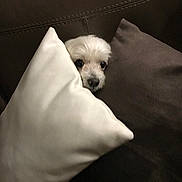 Fanfan a rejoint le concours — aidez-le/la à gagner de superbes lots ! dog, small_dog, white_dog, pillow, couch, pet, indoor, cute, face, peeking, cozy, furniture, resting, hide_and_seek, nose, fur, animal, home, comfort, relaxation