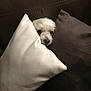 dog, small_dog, white_dog, pillow, couch, pet, indoor, cute, face, peeking, cozy, furniture, resting, hide_and_seek, nose, fur, animal, home, comfort, relaxation