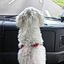 Fanfan participe au concours pour gagner de l'argent avec cette photo : dog, white_dog, fluffy, pet, car_interior, windshield, road, red_collar, vehicle, dashboard, travel, looking_out, fur, companion, transportation, curious, front_seat, daytime, road_trip, canine