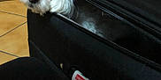 Fanfan participe au concours pour gagner de l'argent avec cette photo : dog, white_dog, pet, suitcase, black_suitcase, indoor, floor, tile_floor, door, wooden_door, zipper, travel_tag, curious, resting_head, looking, animal, companion, cute, small_dog, fur