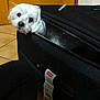 dog, white_dog, pet, suitcase, black_suitcase, indoor, floor, tile_floor, door, wooden_door, zipper, travel_tag, curious, resting_head, looking, animal, companion, cute, small_dog, fur