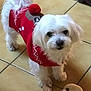 Fanfan a rejoint le concours — aidez-le/la à gagner de superbes lots ! dog, white_dog, sweater, red_sweater, tile_floor, toy, plush_toy, indoor, pet, small_dog, curious, animal, cute, fur, paw, looking, holiday, winter_wear, companion, playful