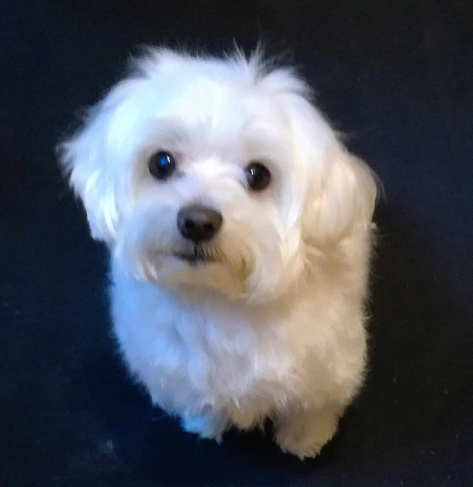 Fanfan participe au concours pour gagner de l'argent avec cette photo : dog, white_dog, fluffy, pet, animal, cute, looking_up, portrait, fur, canine, indoor, companion, small_dog, mammal, face, black_background, curious, domestic_animal, friendly, furry