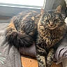 animal, blanket, cat, cozy, feline, floor, fluffy, fur, home, indoor, lounging, natural_light, paw, pet, relaxed, resting, sunlight, tabby_cat, whiskers, window