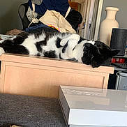 Cachou participe au concours pour gagner de l'argent avec cette photo : cat, black_and_white, sleeping, table, wooden_furniture, clothes, vase, indoor, relaxing, cozy, electronics, living_room, nap, fur, pet, domestic_animal, household, resting, black, white