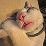 Cathoulu is registered to the contest to win money with this photo: cat, sleeping_cat, tongue_out, pink_nose, whiskers, paw, fur, collar, close_up, indoor, cozy, pet, domestic_animal, portrait, relaxed, white_fur, tabby_markings, nap, sleepy, whisker_detail